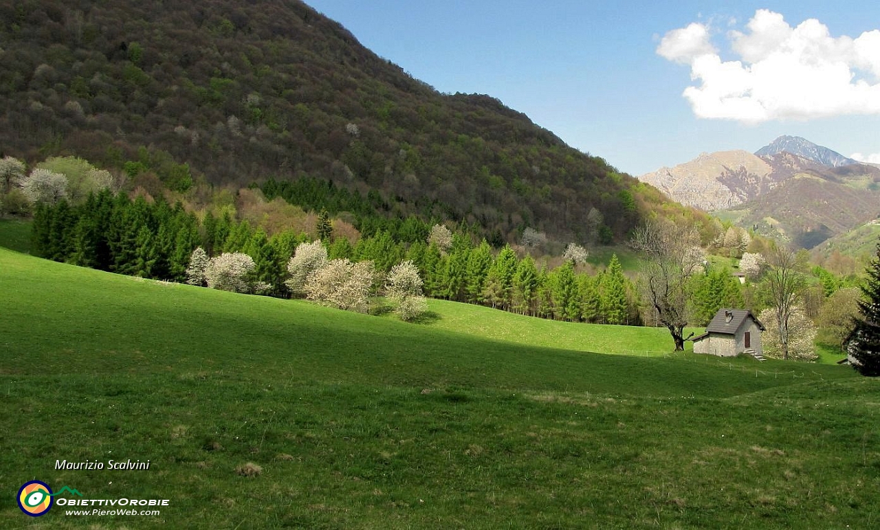 26 Arrivano i nuvoloni...Ultimi raggi di sole sul piccolo e stupendo lariceto di Piazzoli....JPG